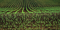 AGRICULTURA GERMANIA